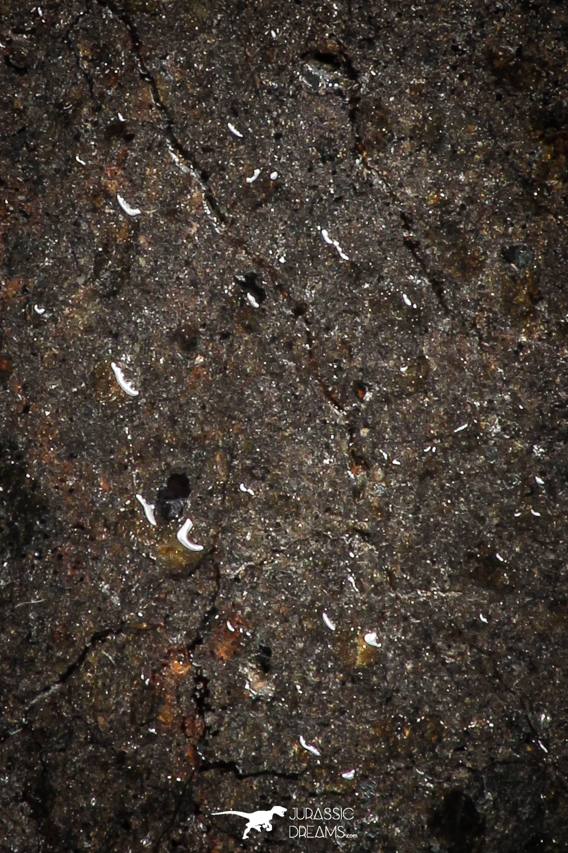 06003 - Nice Polished Section NWA Unclassified L-H Type Ordinary Chondrite Meteorite 15.0g