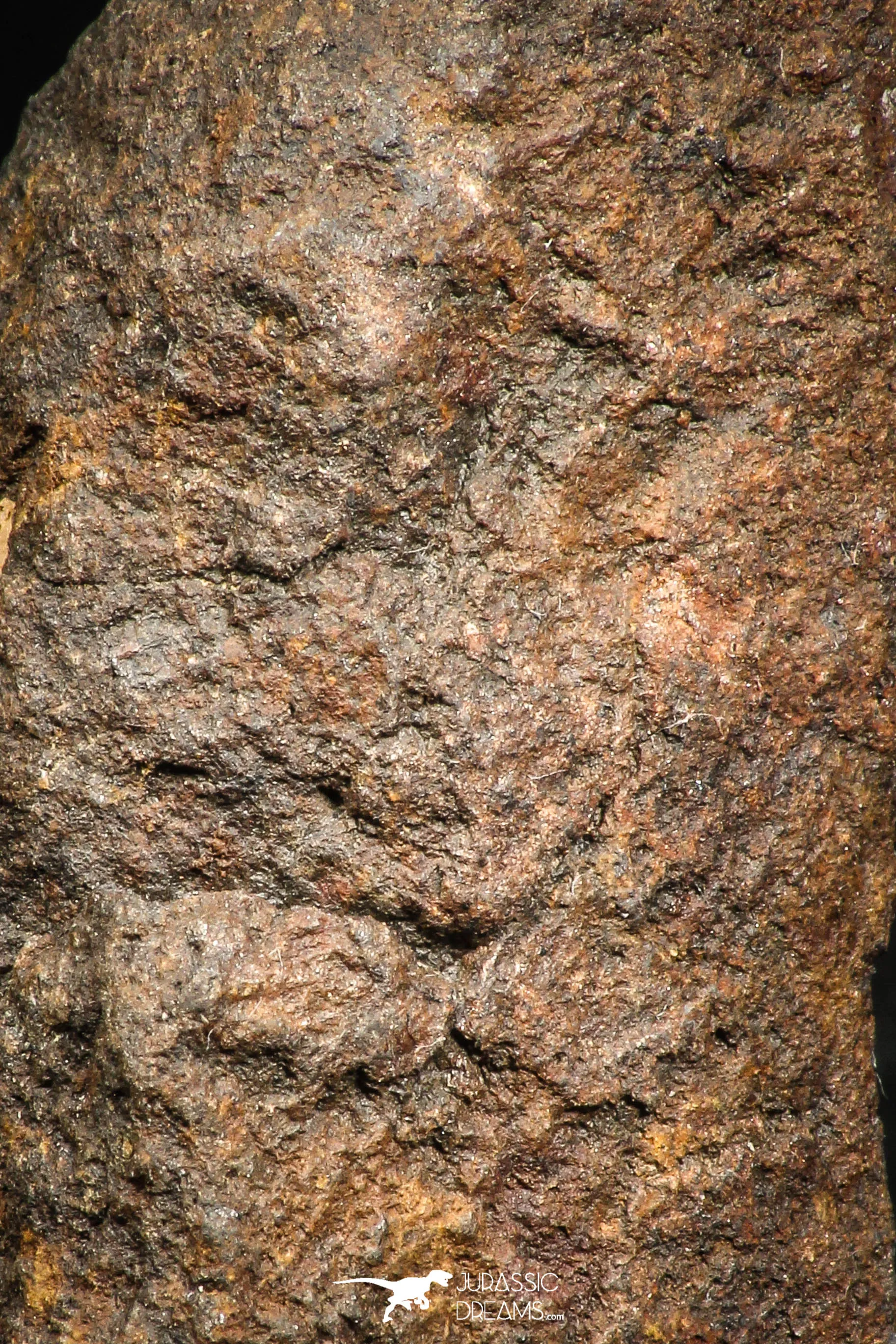 06003 - Nice Polished Section NWA Unclassified L-H Type Ordinary Chondrite Meteorite 15.0g