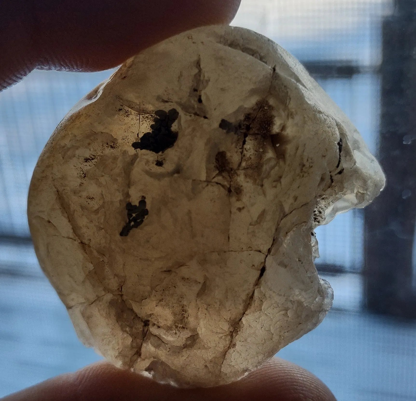 48.2 g UNIQUE MONTANA TEKTITE