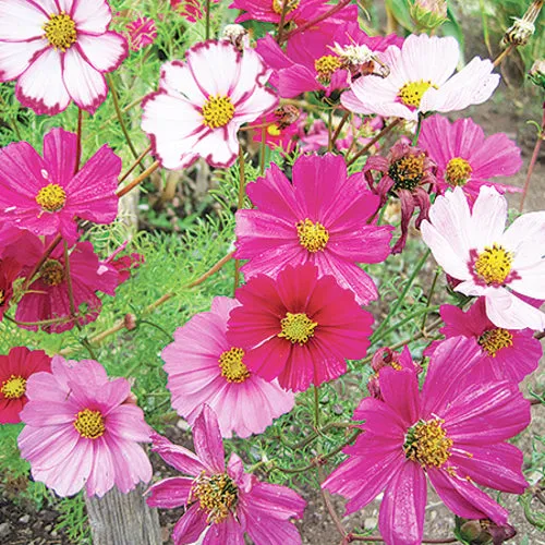 6x Annual Flower Seed Assortment