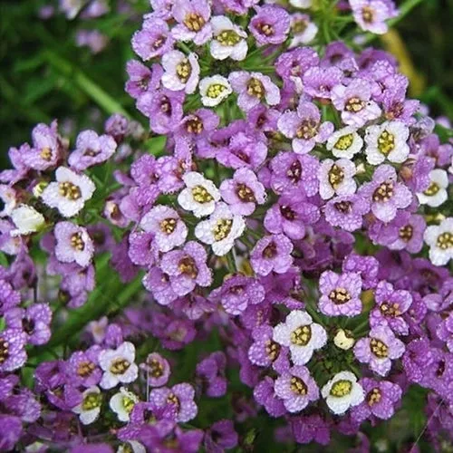 6x Annual Flower Seed Assortment
