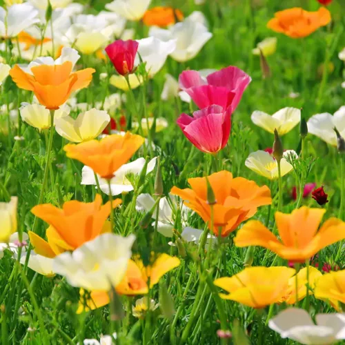 6x Annual Flower Seed Assortment