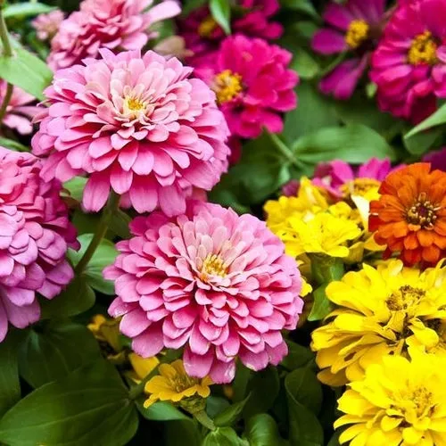 6x Annual Flower Seed Assortment