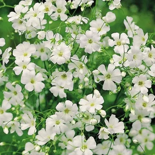 6x Annual Flower Seed Assortment