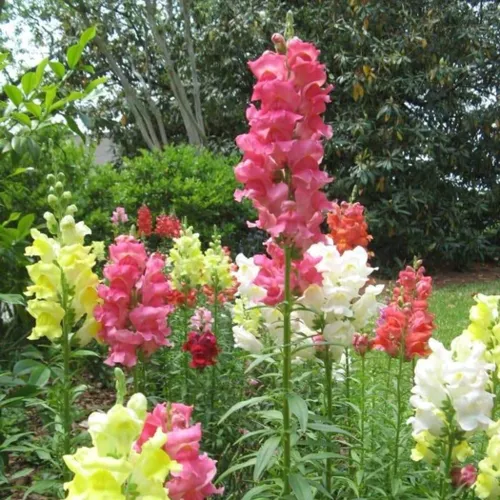 6x Annual Flower Seed Assortment