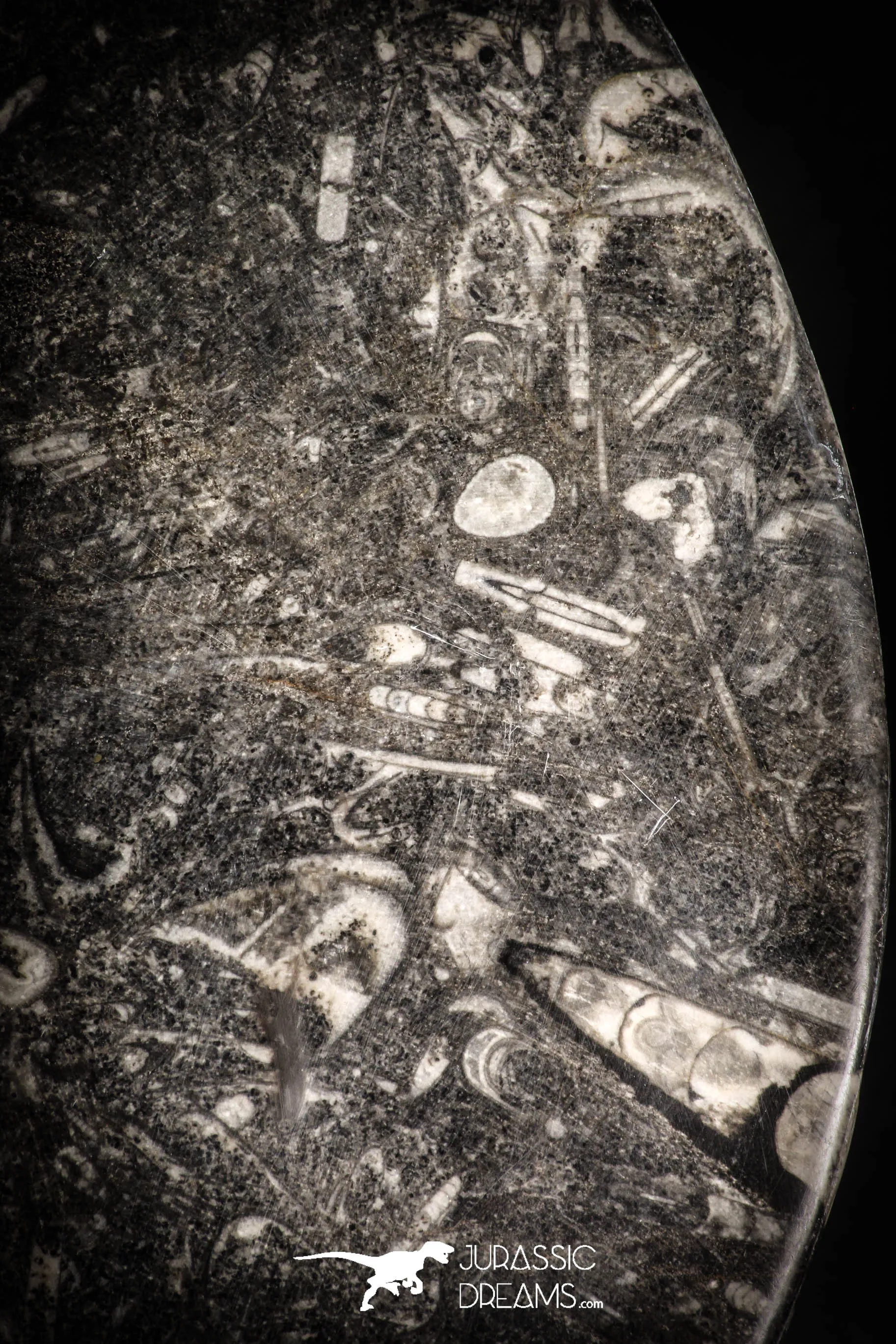 88908 - Top Beautiful Decorative Polished Circle Shaped Plate with Devonian Fossils