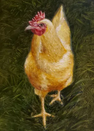 Buff Orpington