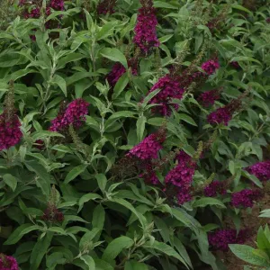 'Chrysalis Cranberry' Butterfly Bush - 1 Gallon Potted Shrub