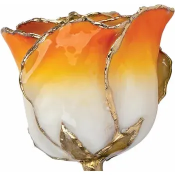 Cream Orange Lacquered Rose with Gold Trim