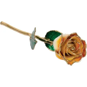 Cream Orange Lacquered Rose with Gold Trim
