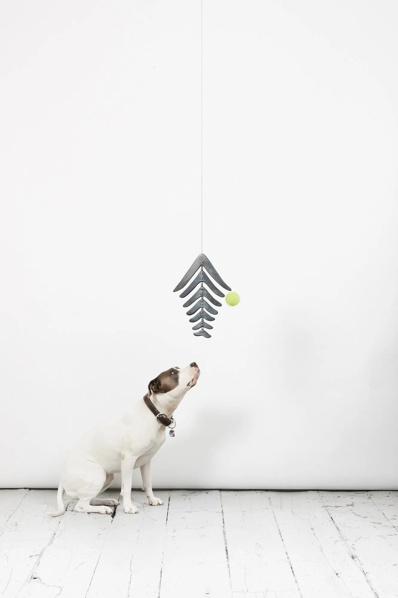 Fern, 2019