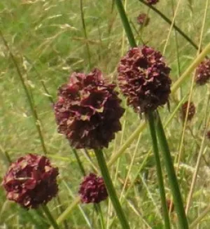 Great Burnet - 2g