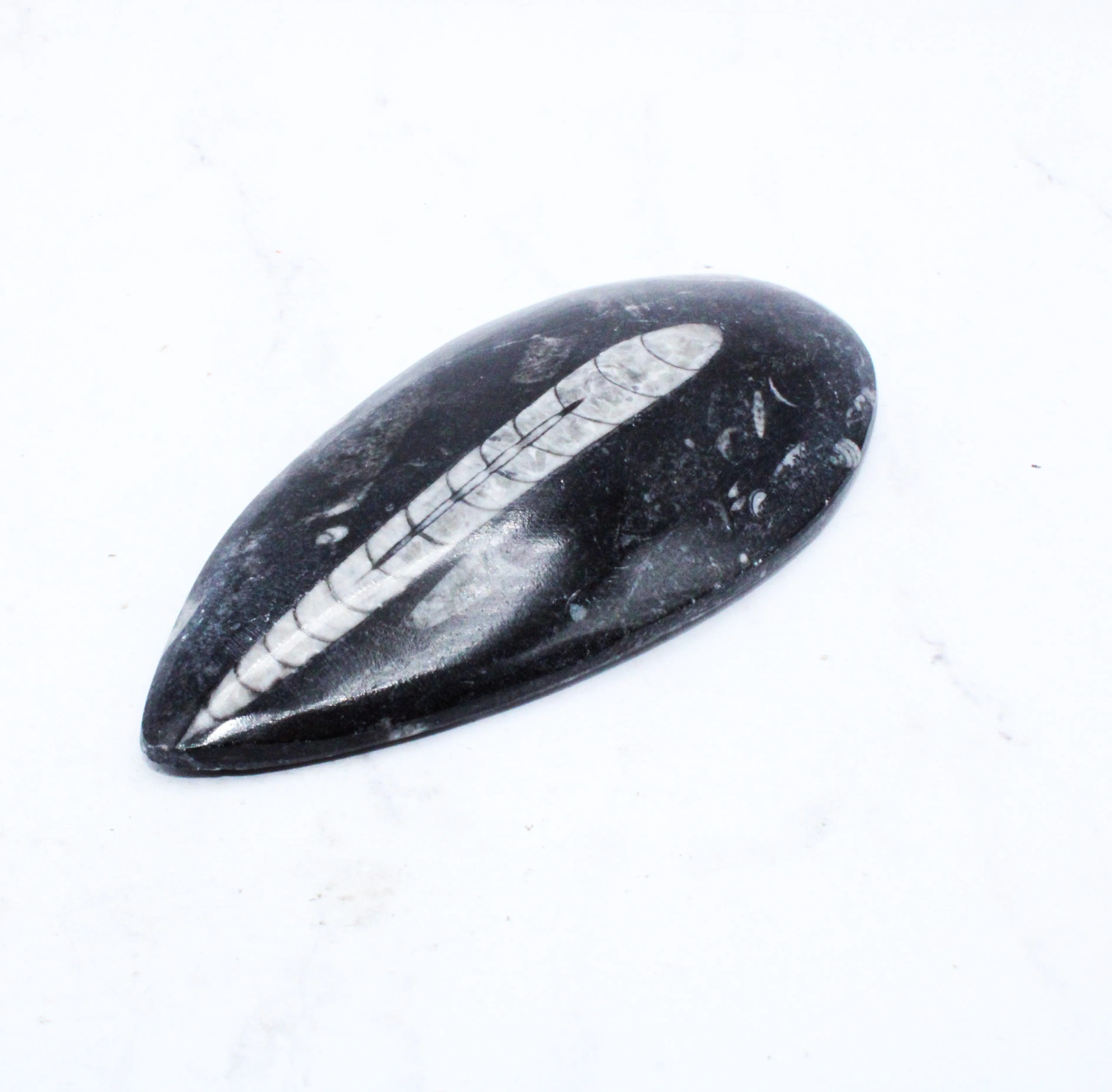 Large Polished Orthoceras