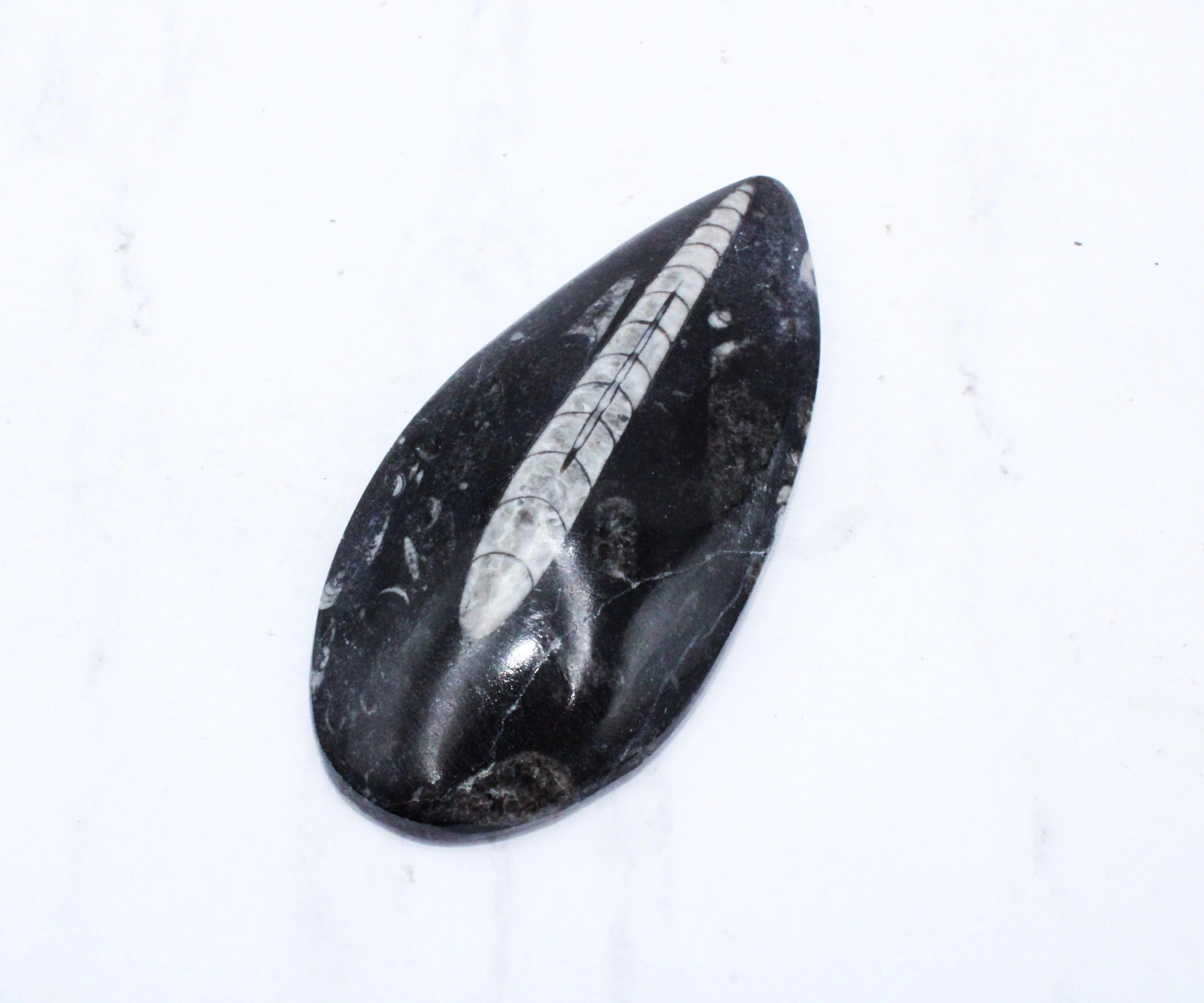 Large Polished Orthoceras