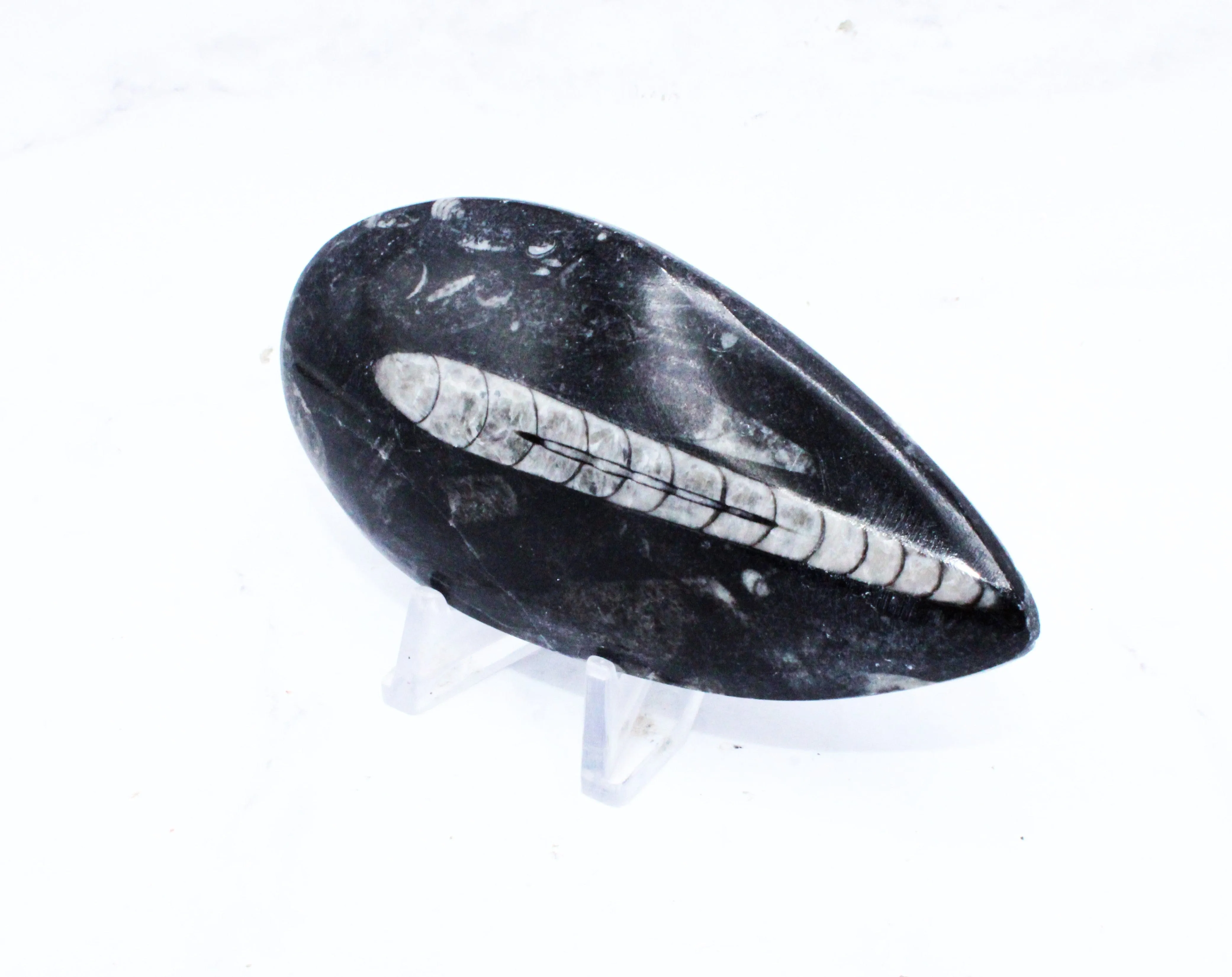Large Polished Orthoceras