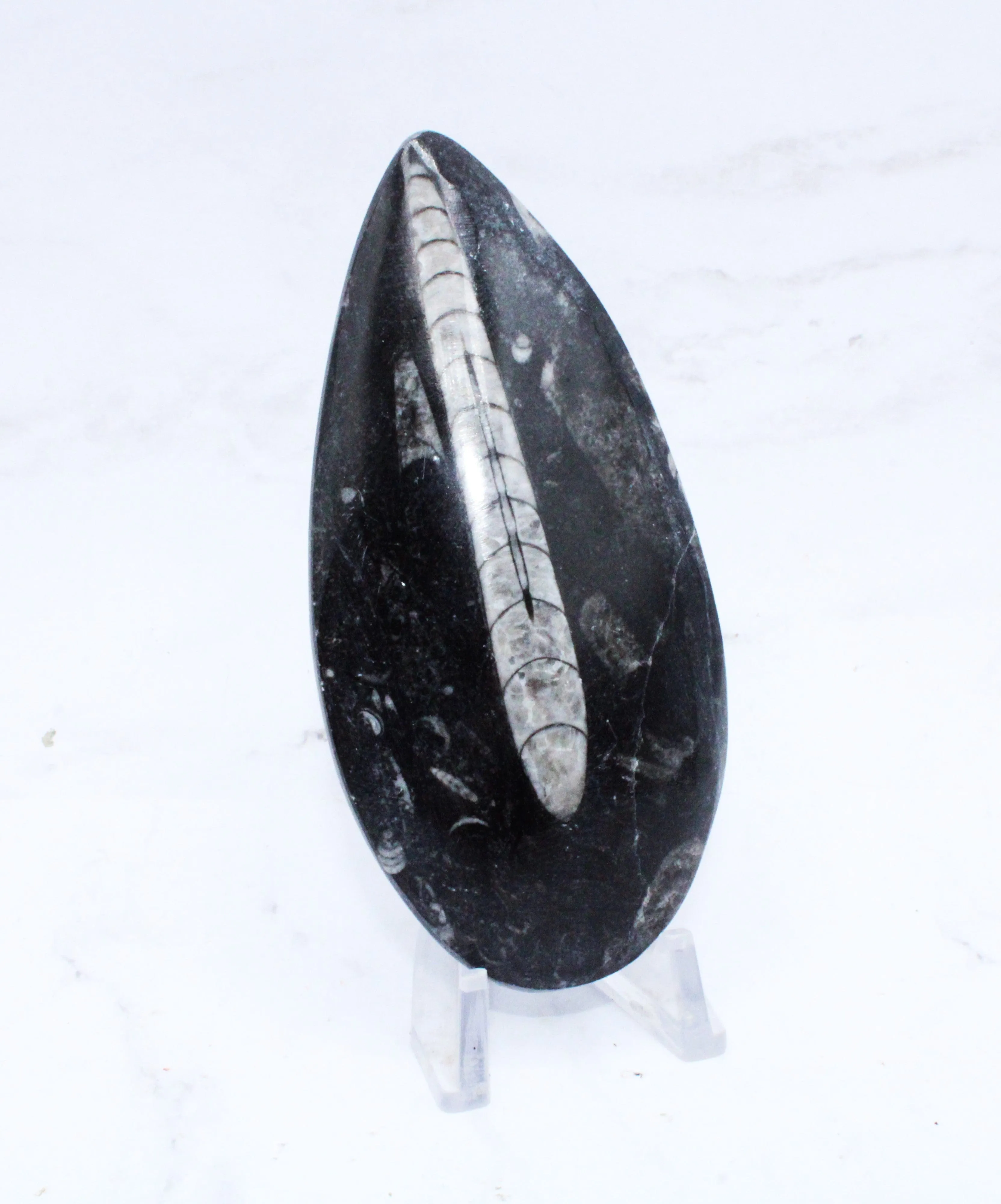 Large Polished Orthoceras