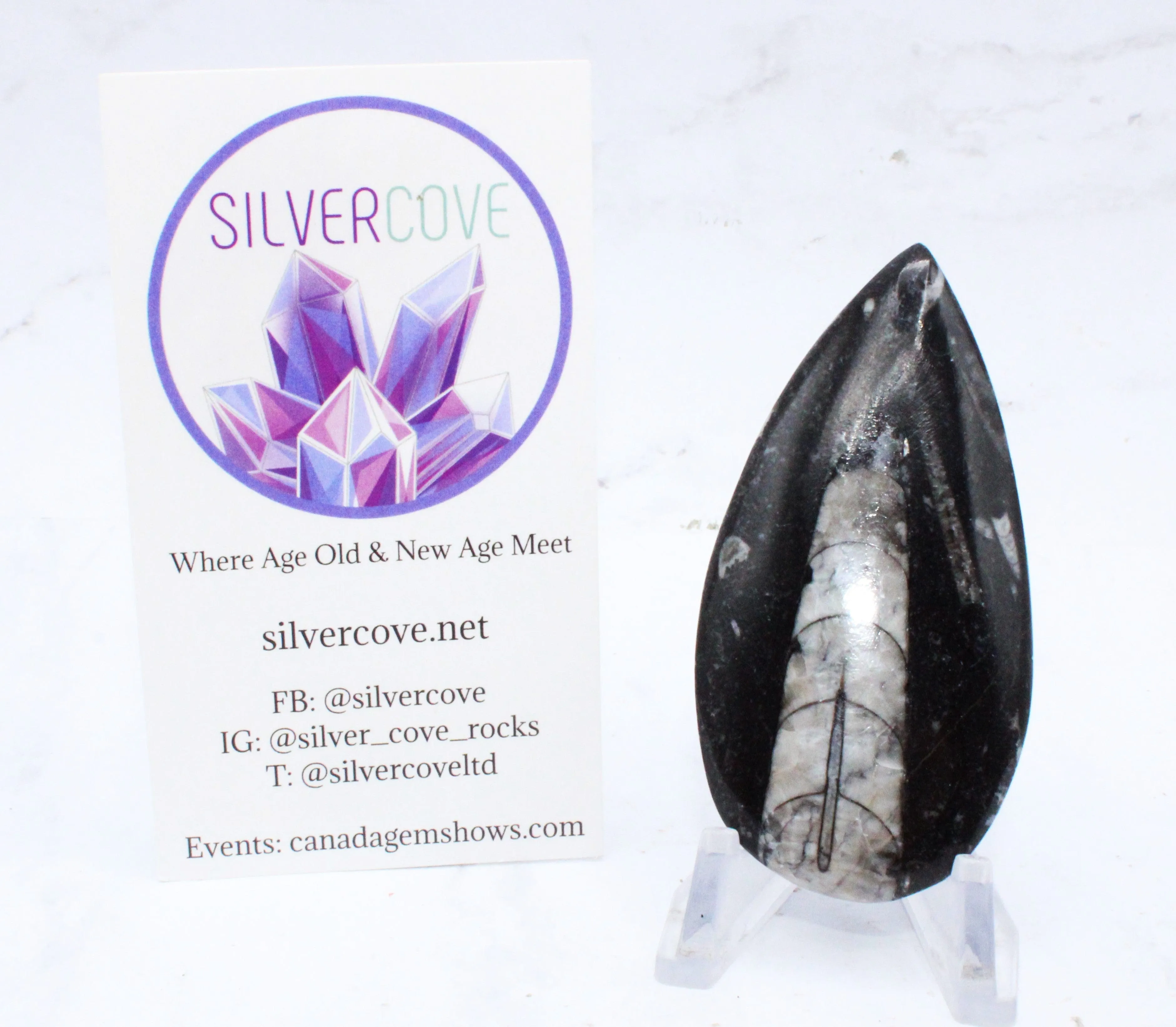 Medium Polished Orthoceras