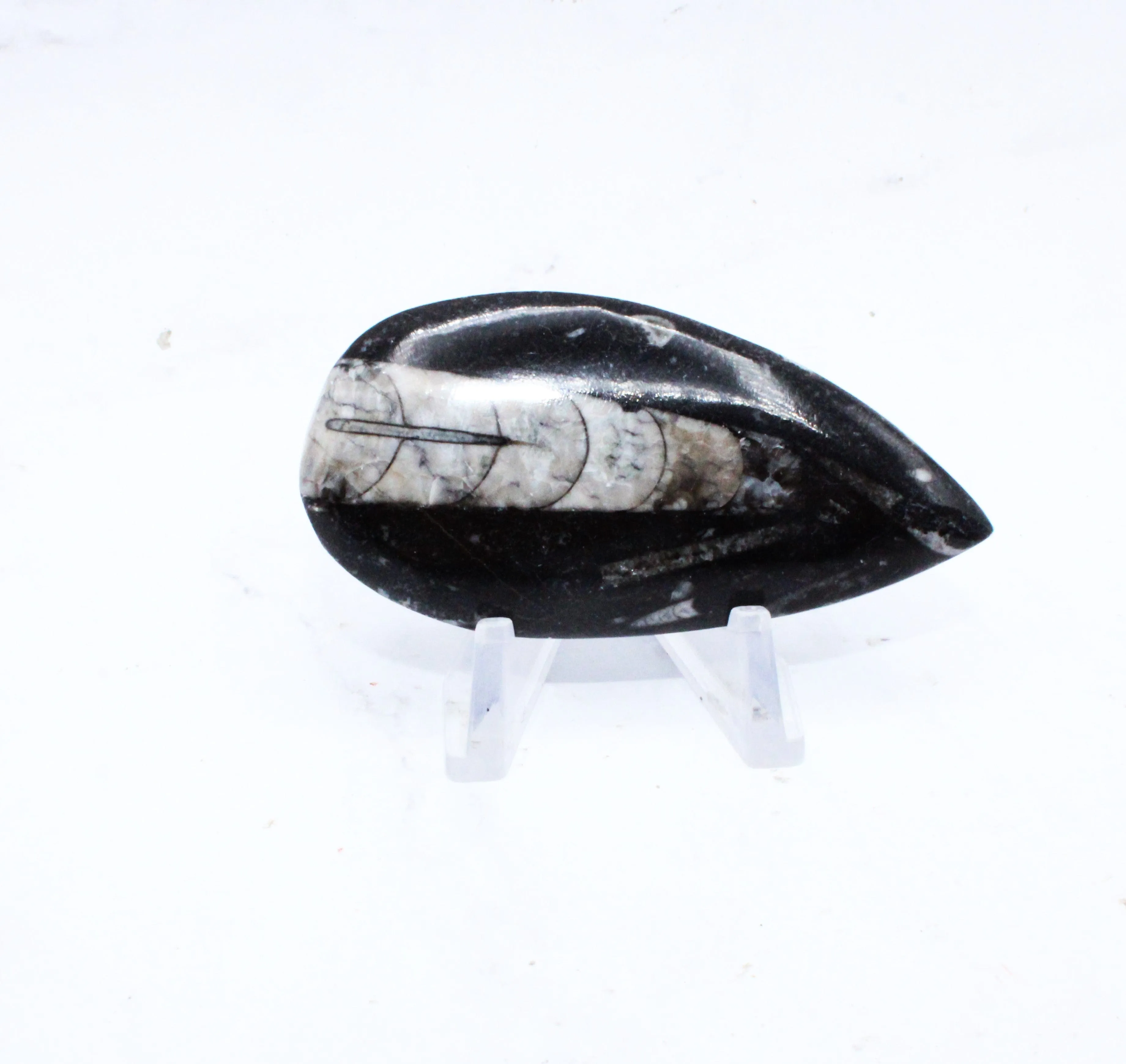 Medium Polished Orthoceras