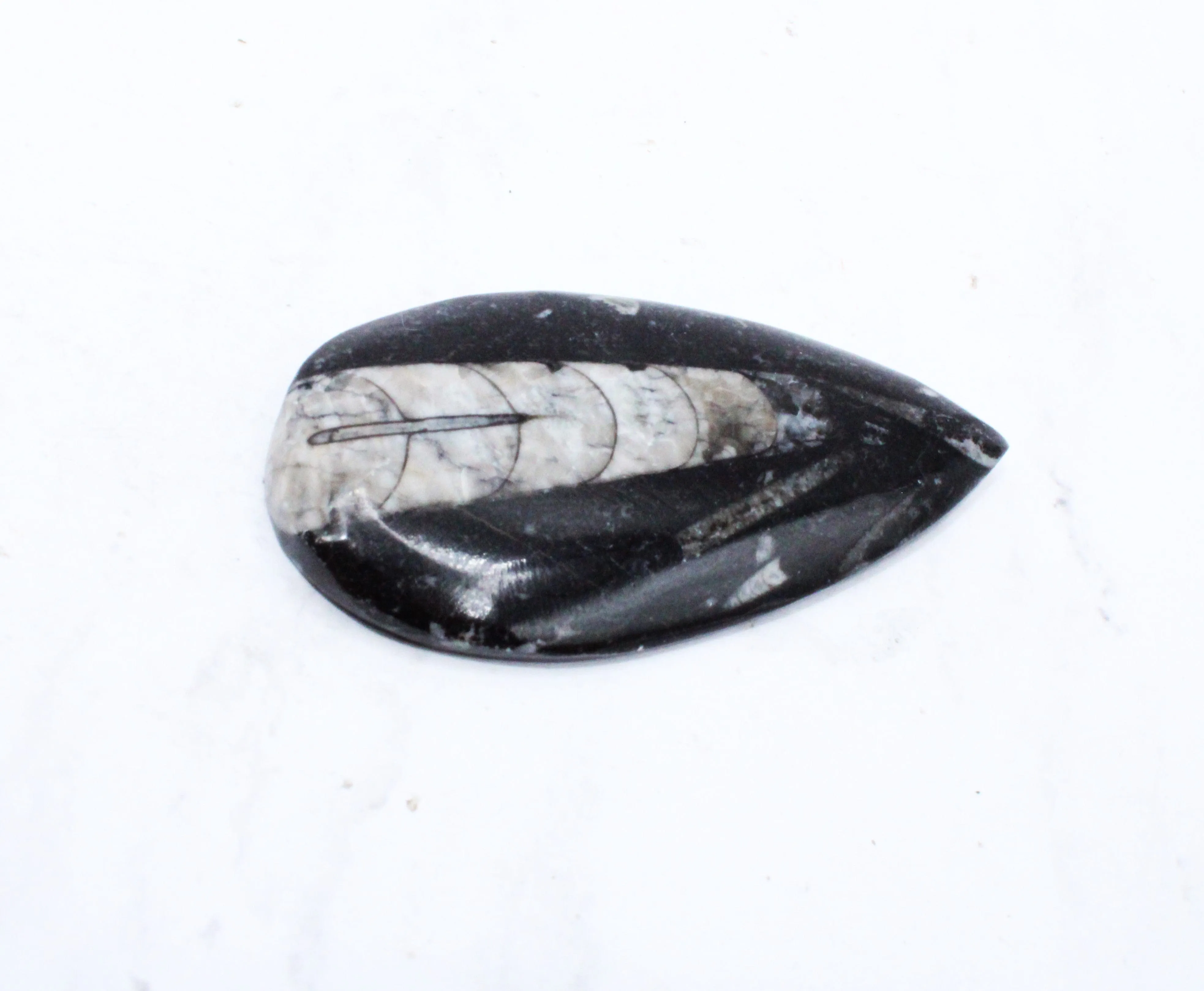 Medium Polished Orthoceras