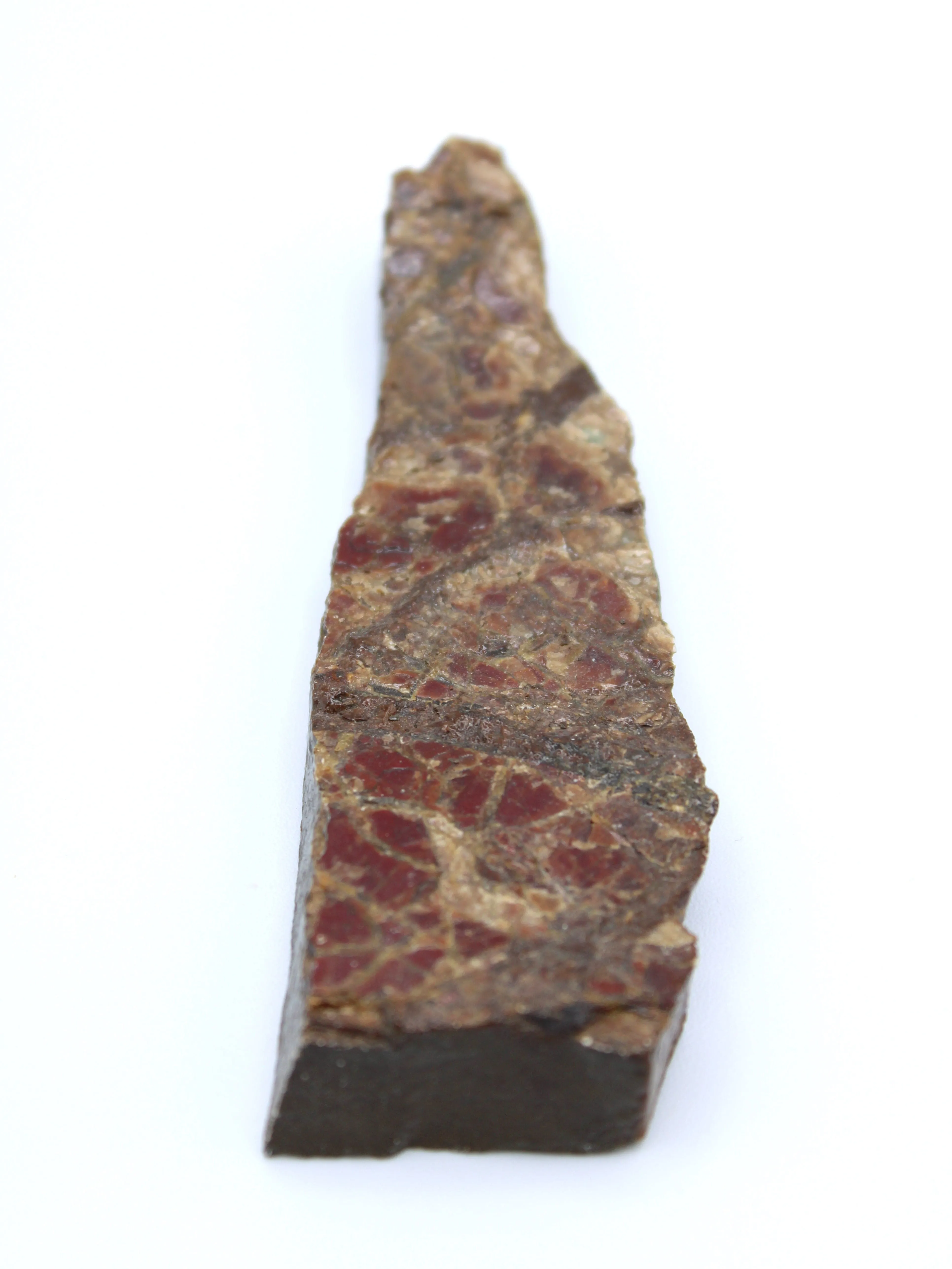 Polished Ammolite Specimen