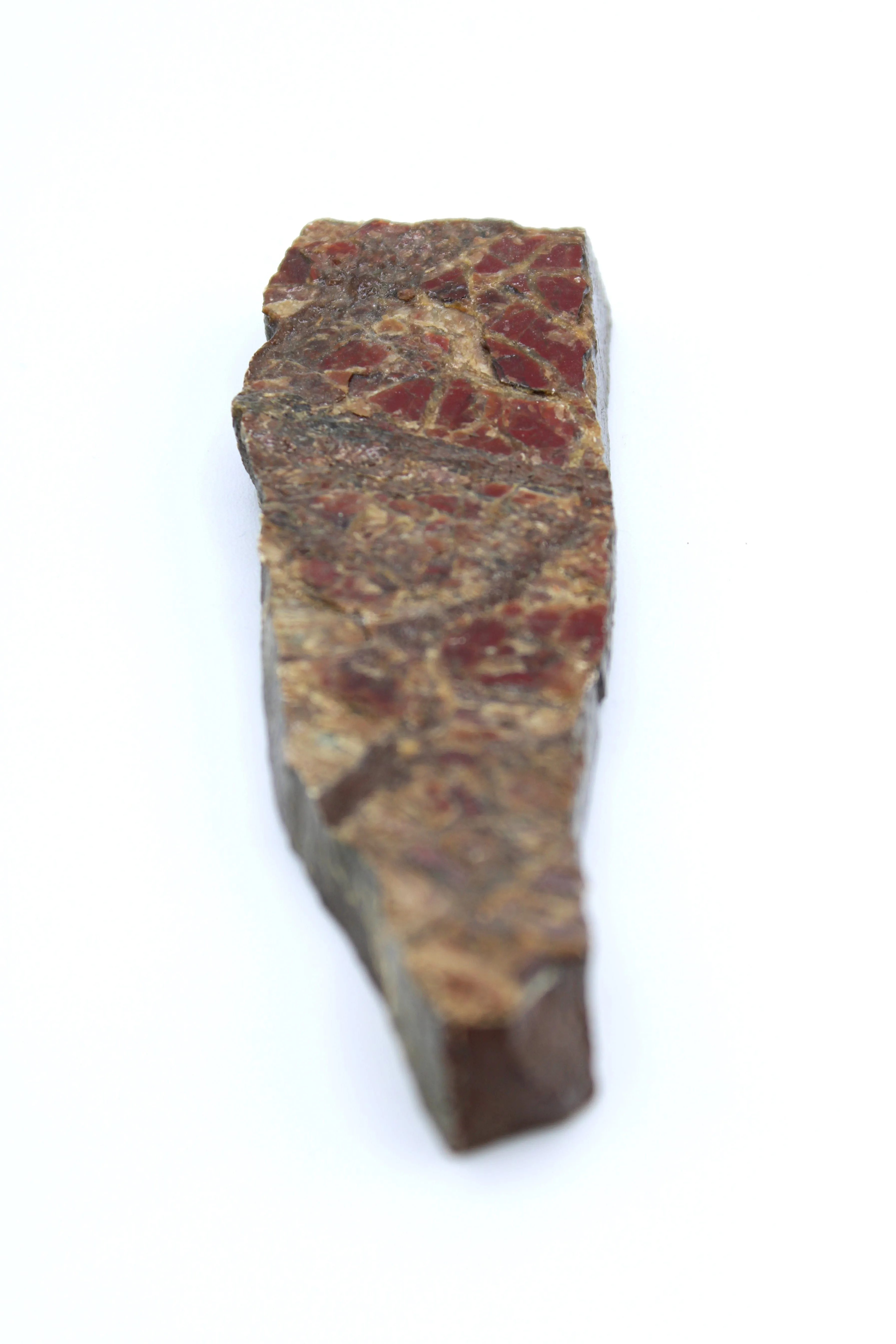 Polished Ammolite Specimen