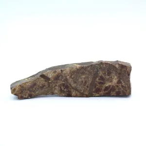 Polished Ammolite Specimen