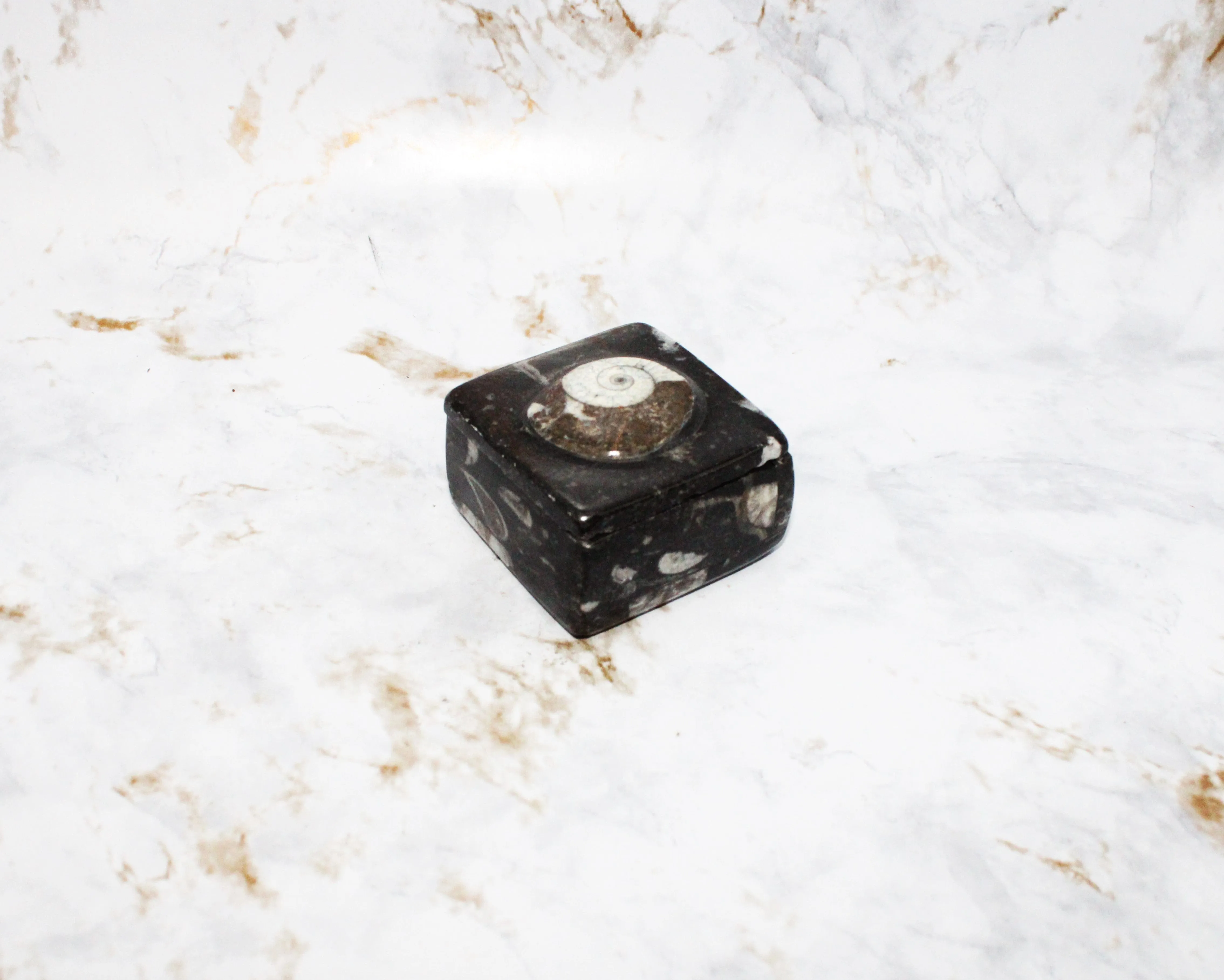 Polished Orthoceras Box
