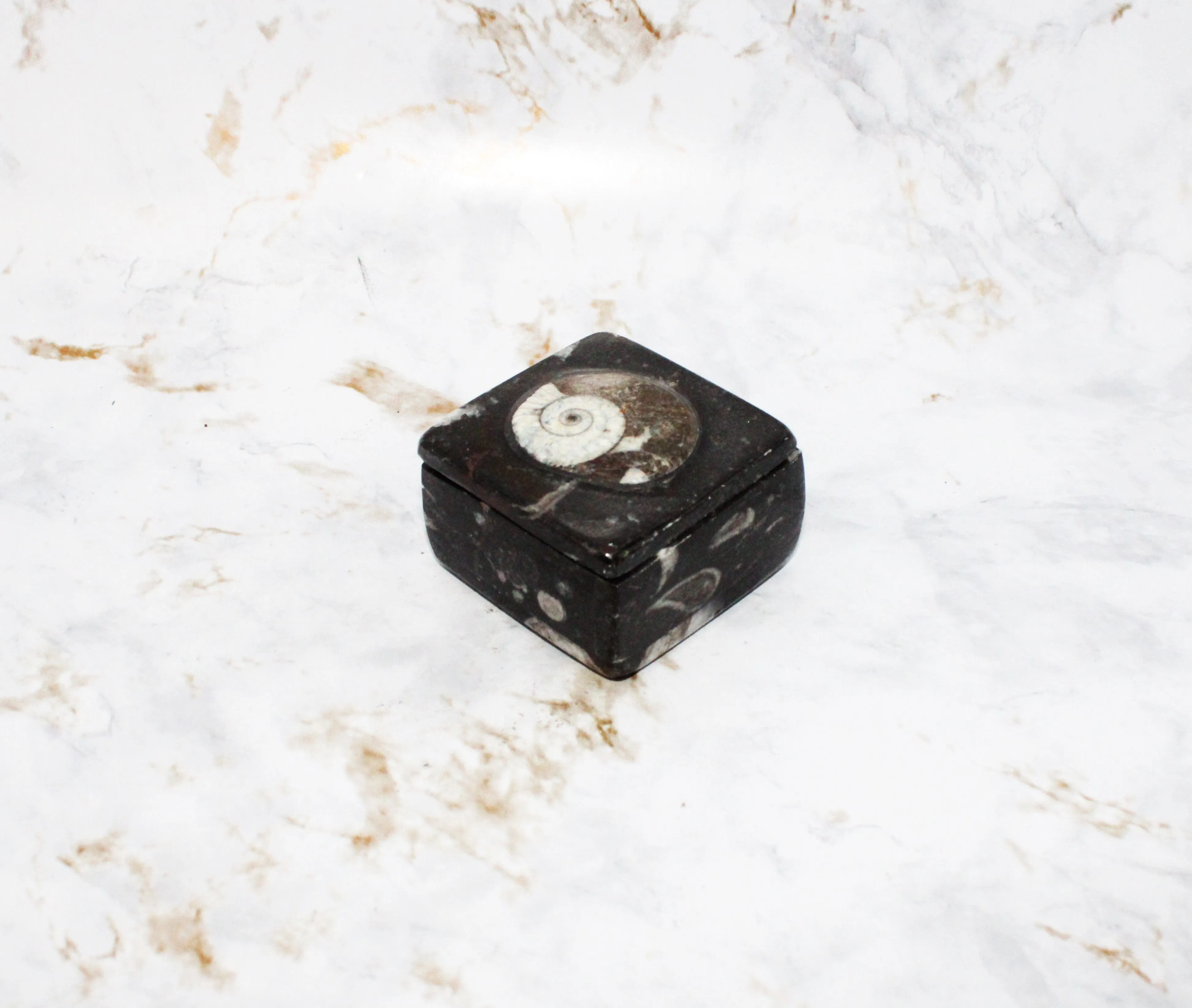 Polished Orthoceras Box