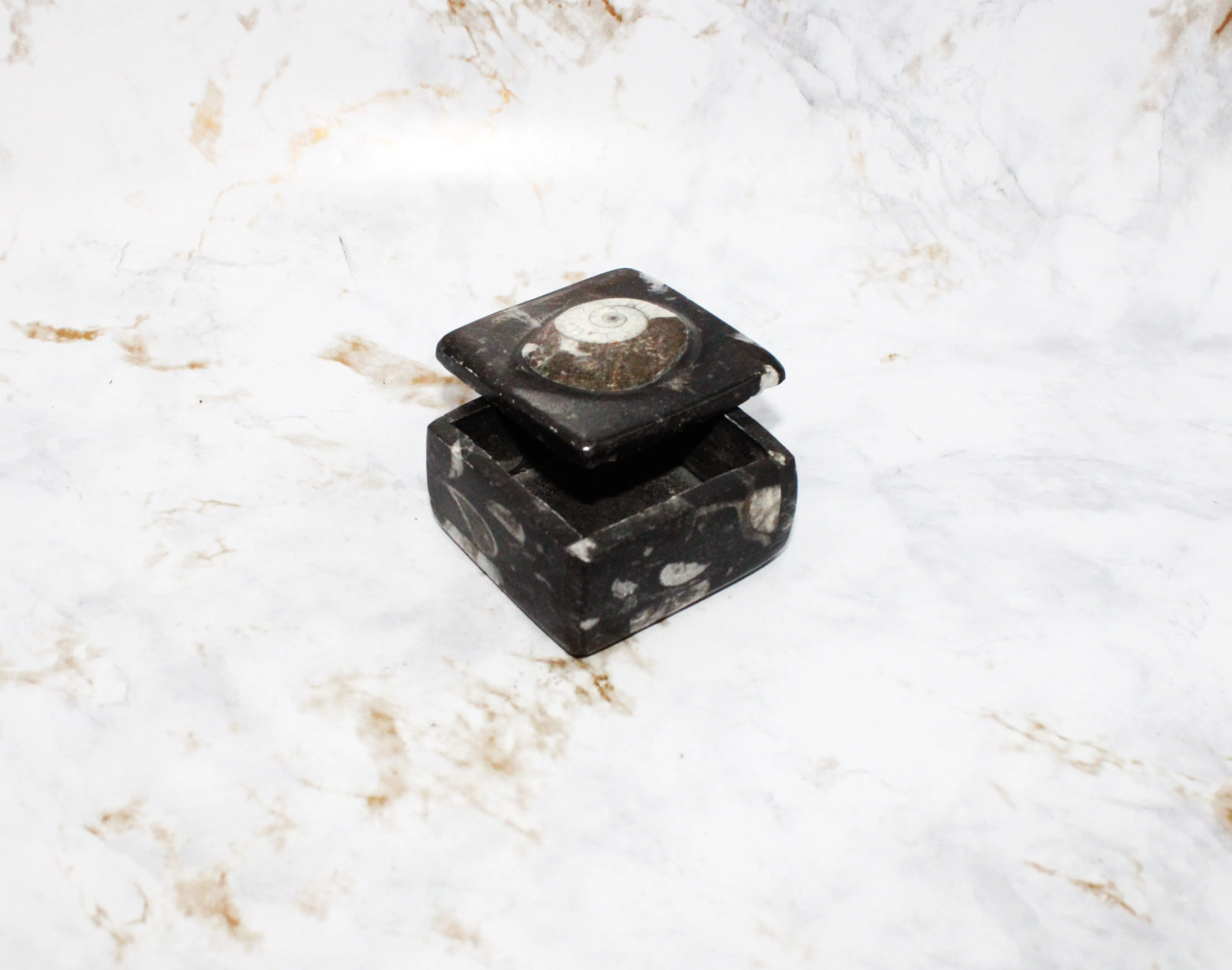 Polished Orthoceras Box