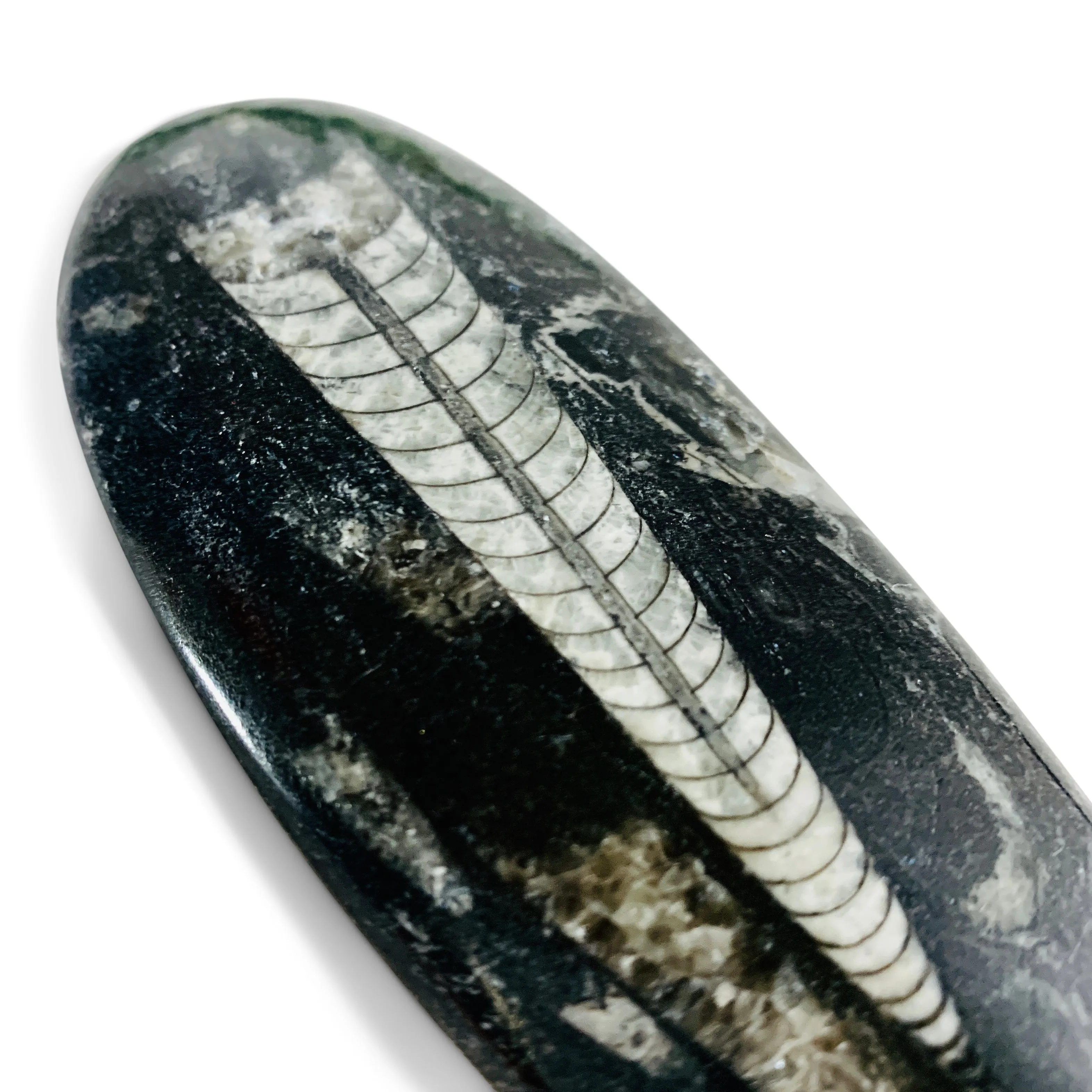 Polished Orthoceras Singles