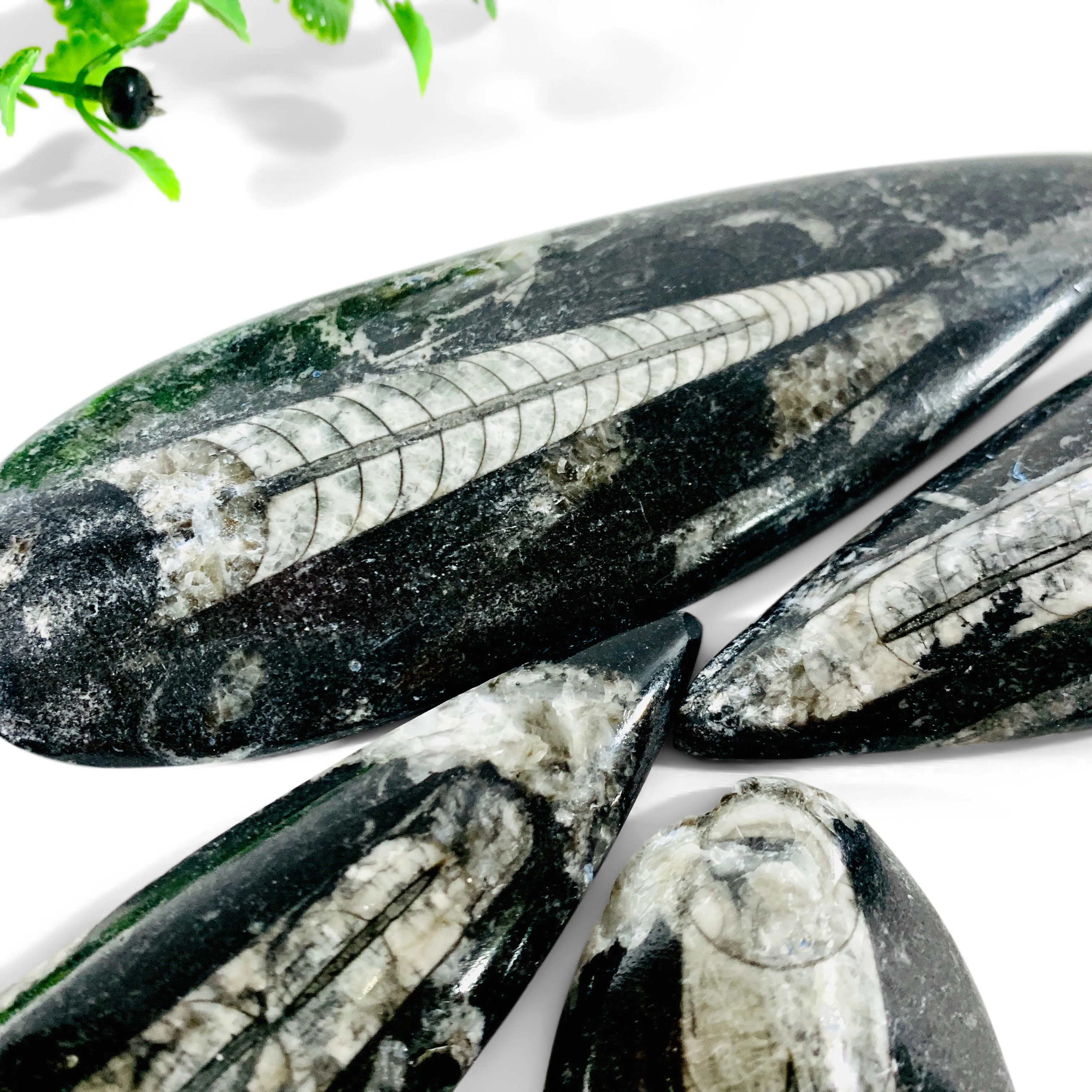 Polished Orthoceras Singles