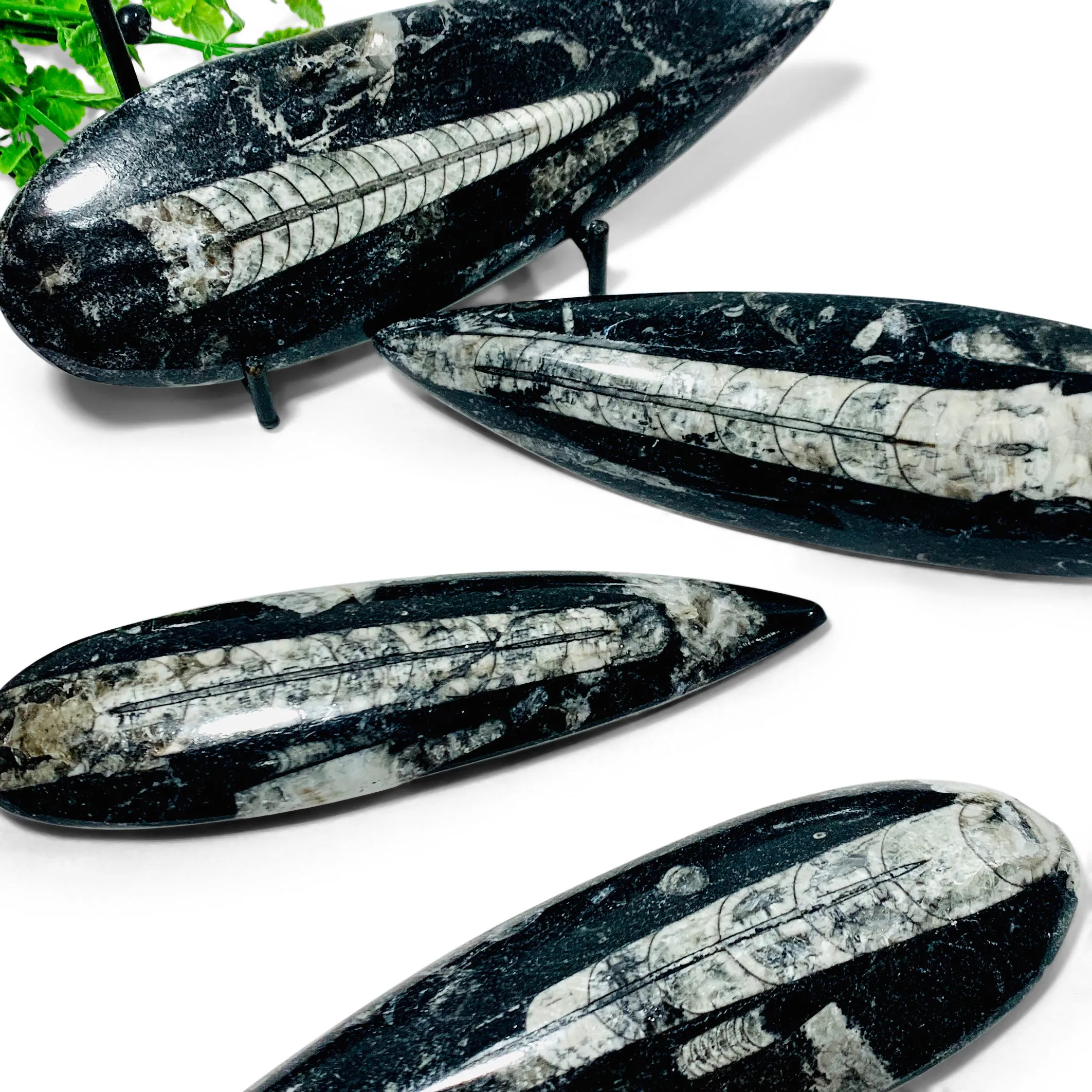 Polished Orthoceras Singles