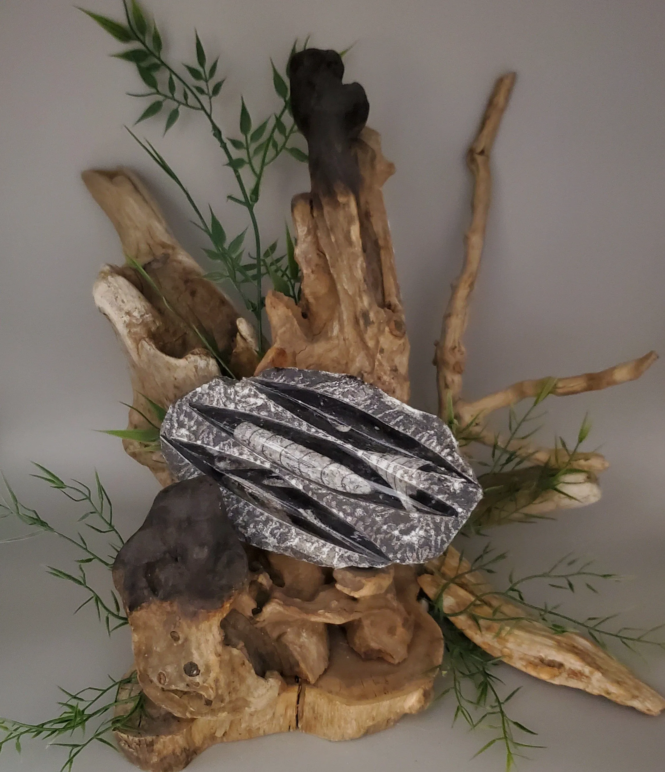 Polished Orthoceras Slab