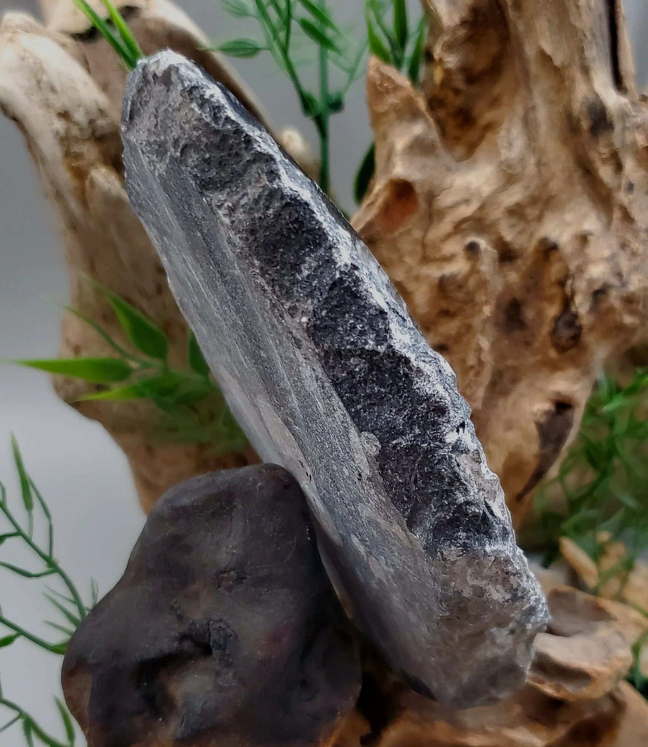 Polished Orthoceras Slab