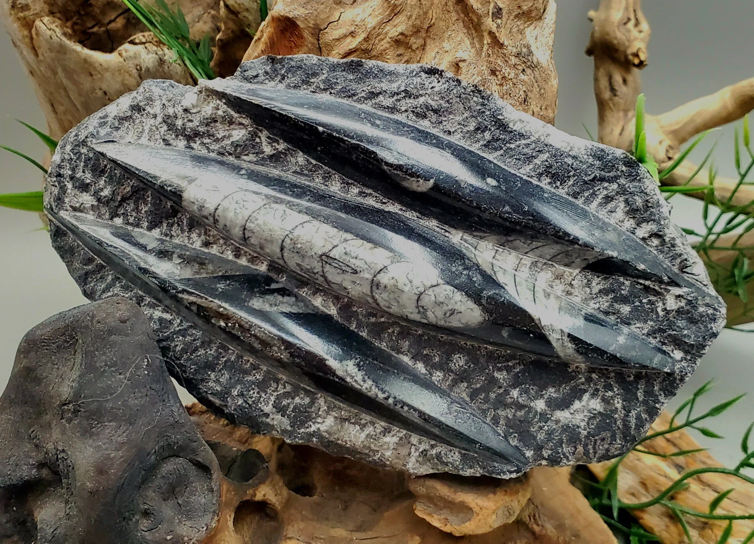 Polished Orthoceras Slab