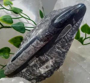 Polished Orthoceras Slab
